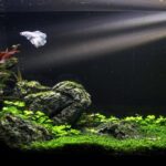 Acuario pequeño en casa