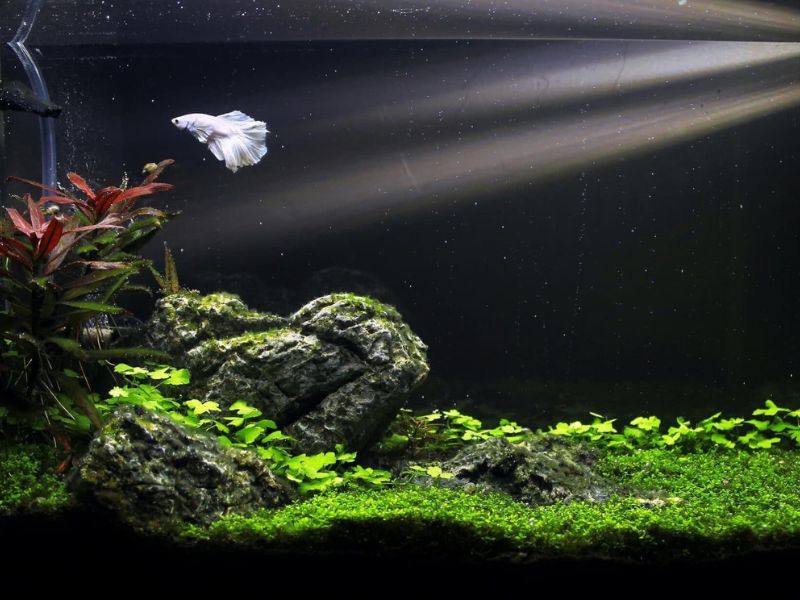 Acuario pequeño en casa