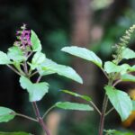 Descubre las propiedades curativas de las plantas medicinales