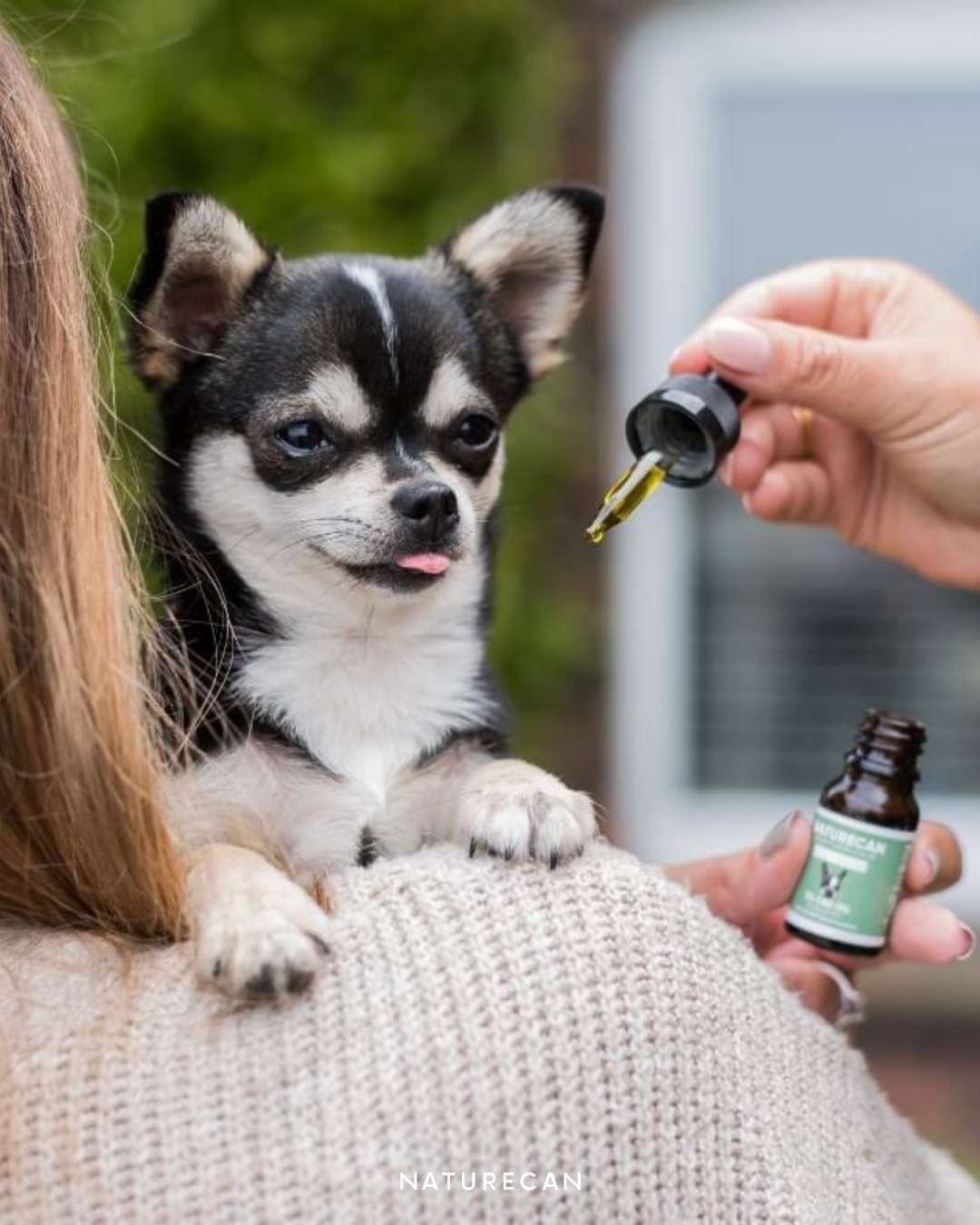 Naturecan Chihuahua tomando cbd