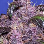 semillas purple