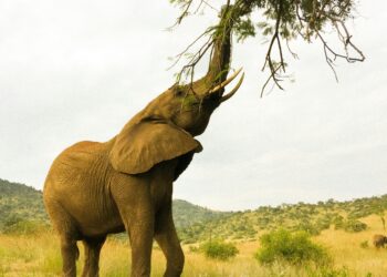 Viajes inolvidables a África: Opciones con MBele Travel