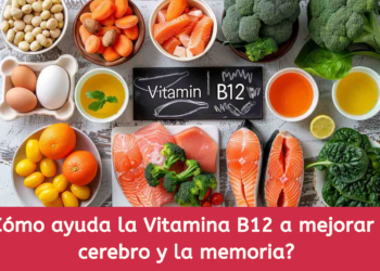 ¿Cómo ayuda la Vitamina B12 a mejorar el cerebro y la memoria?